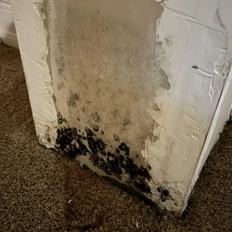 Professional Mold Removal in Pelham, GA